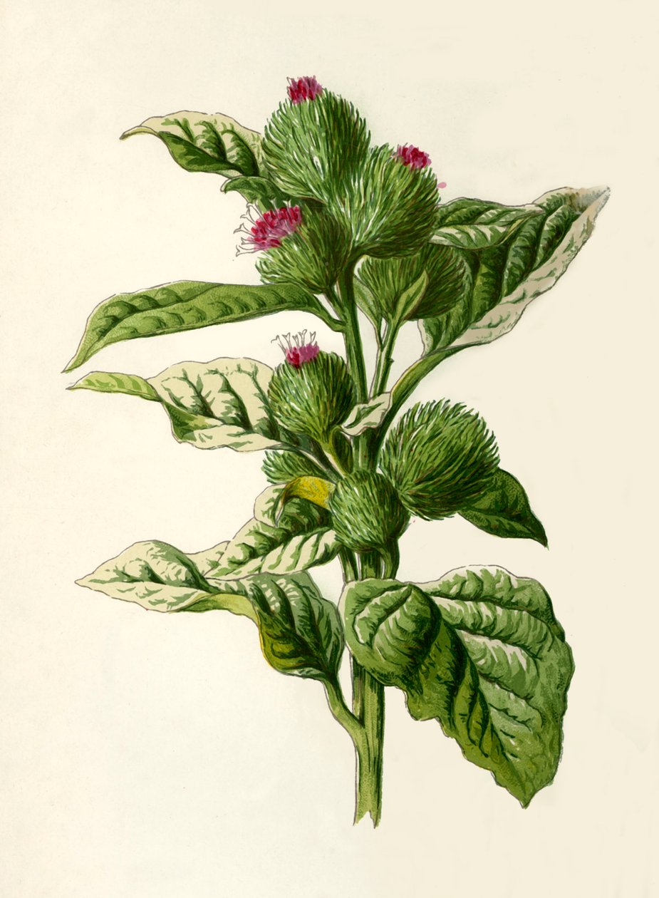 Burdock, 1877. av Frederick Edward Hulme