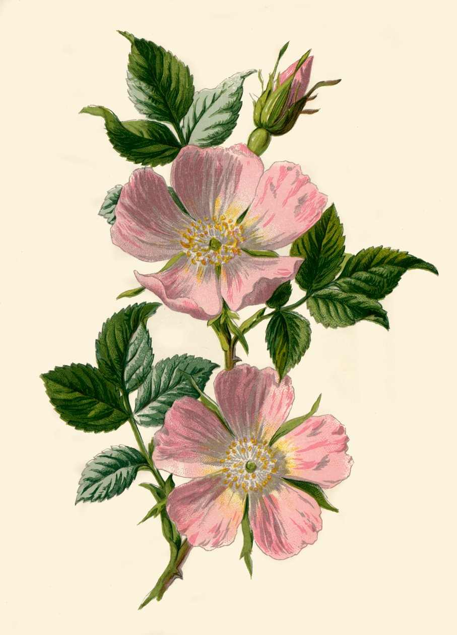 Dog-Rose, 1877. av Frederick Edward Hulme