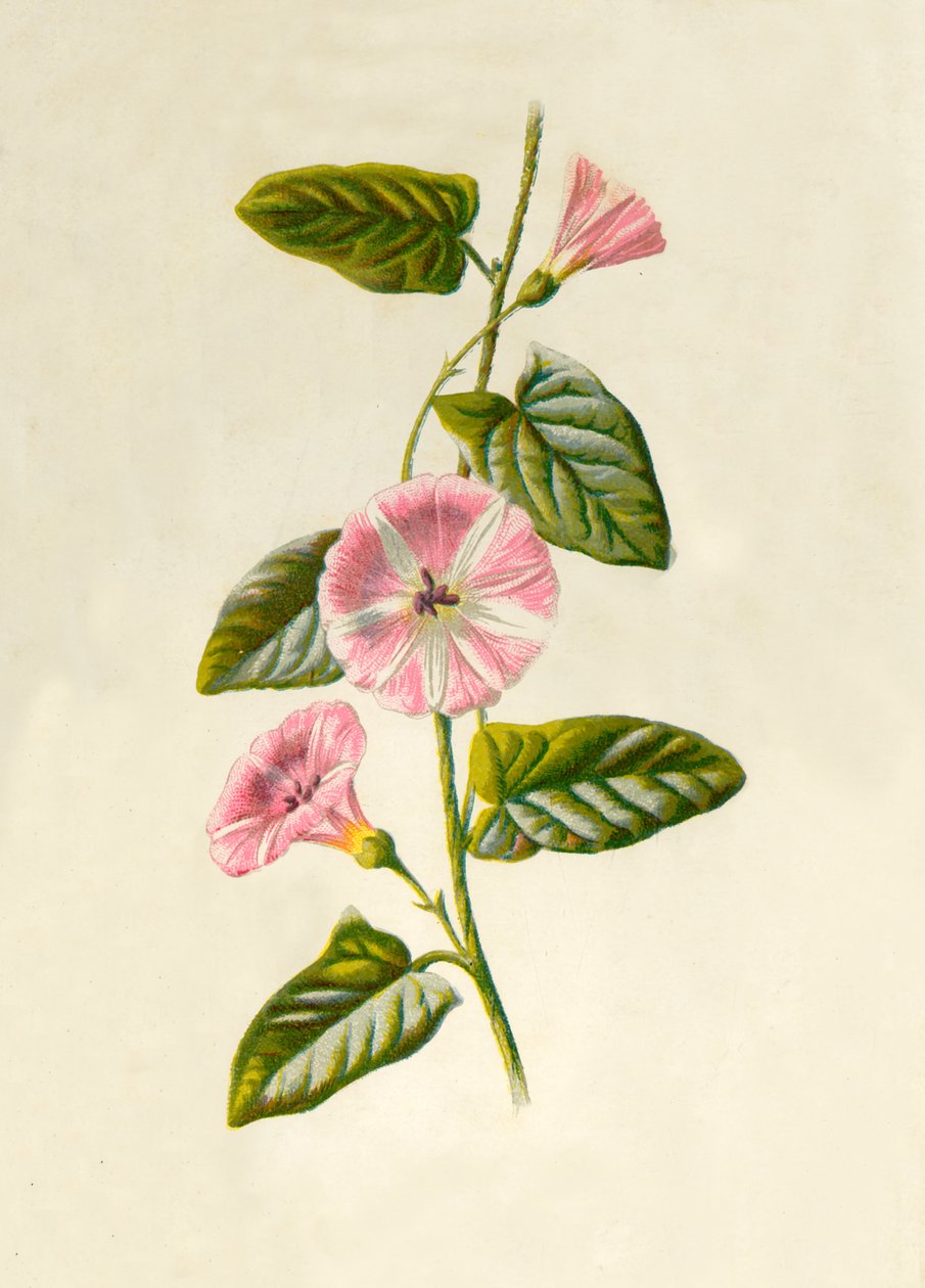 Field-Convolvulus, 1877. av Frederick Edward Hulme