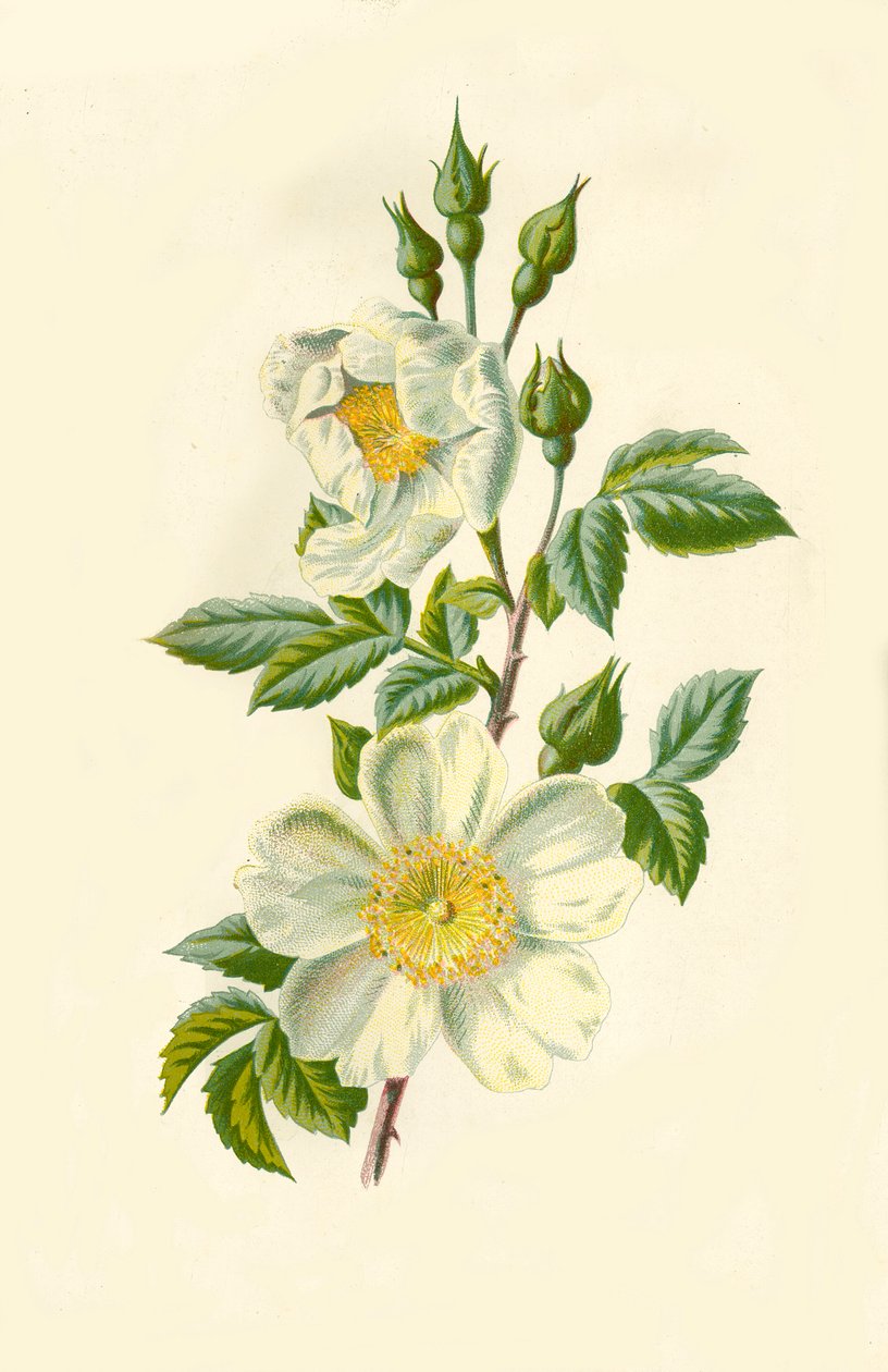 Field Rose, 1877. av Frederick Edward Hulme