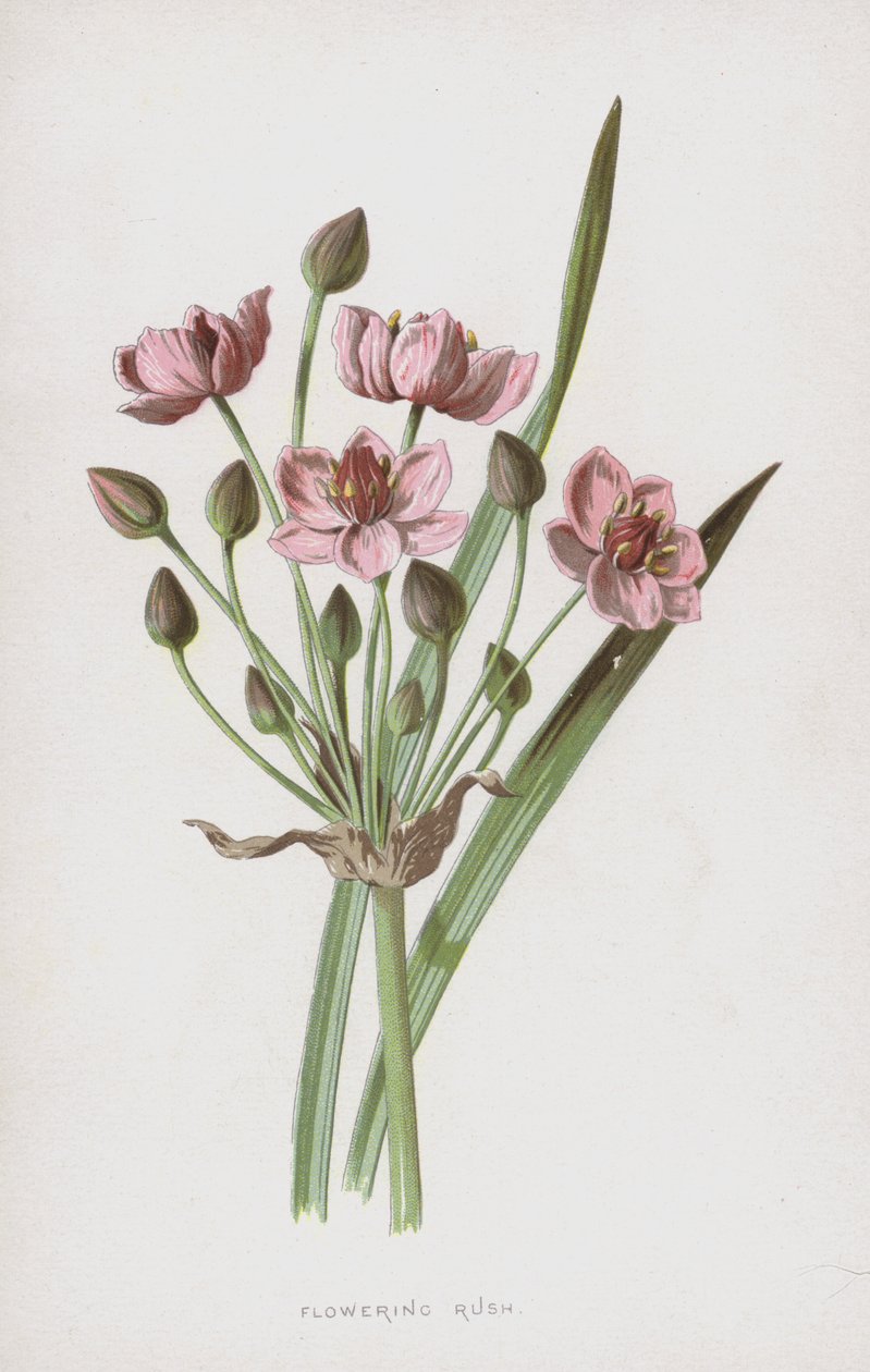 Blomstrende rush (chromolitho) av Frederick Edward Hulme