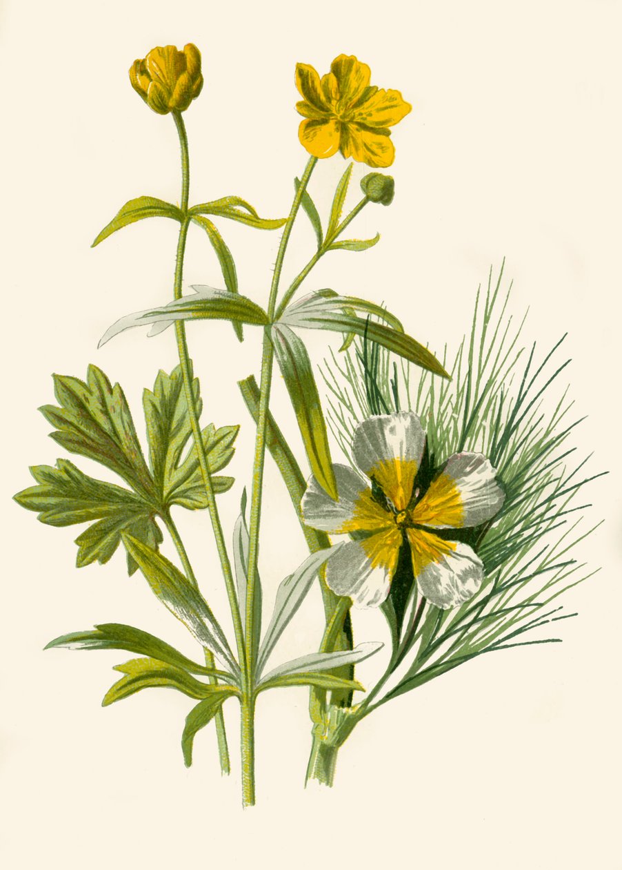 Gulllokk. Vann Ranunkel, 1877. av Frederick Edward Hulme