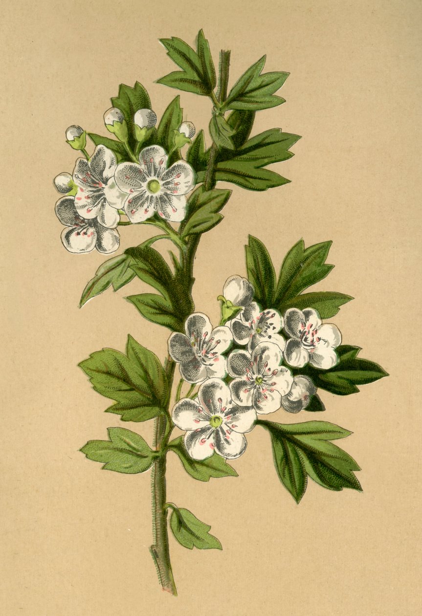 Hagtorn, 1877. av Frederick Edward Hulme