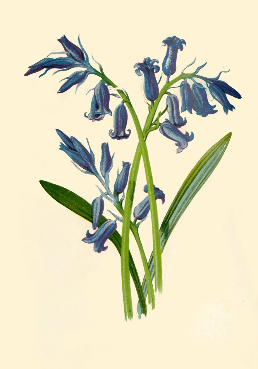 Hyacinth, 1877. av Frederick Edward Hulme