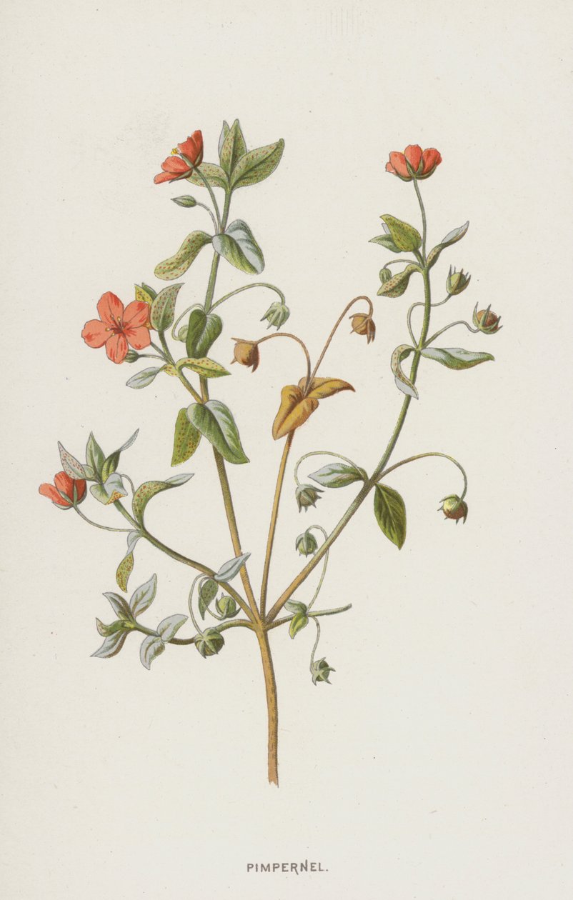 Pimpernel (chromolitho) av Frederick Edward Hulme