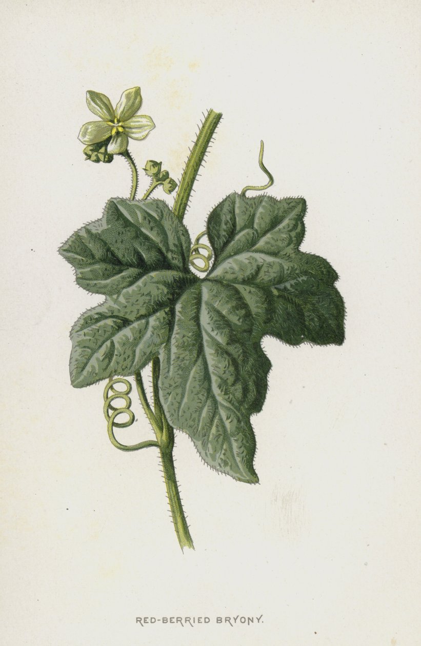 Red-Berried Bryony (chromolitho) av Frederick Edward Hulme