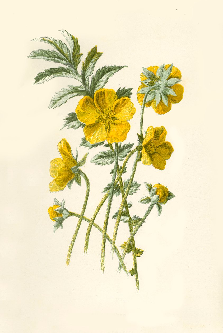Silver-Weed, 1877. av Frederick Edward Hulme