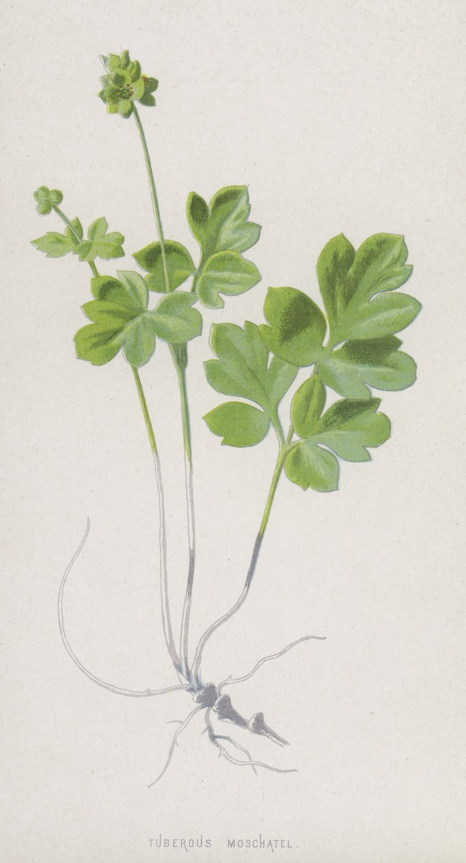 Tuberous Moschatel (chromolitho) av Frederick Edward Hulme