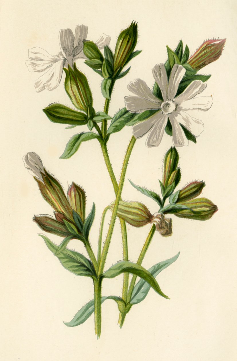 White Campion, 1877. av Frederick Edward Hulme