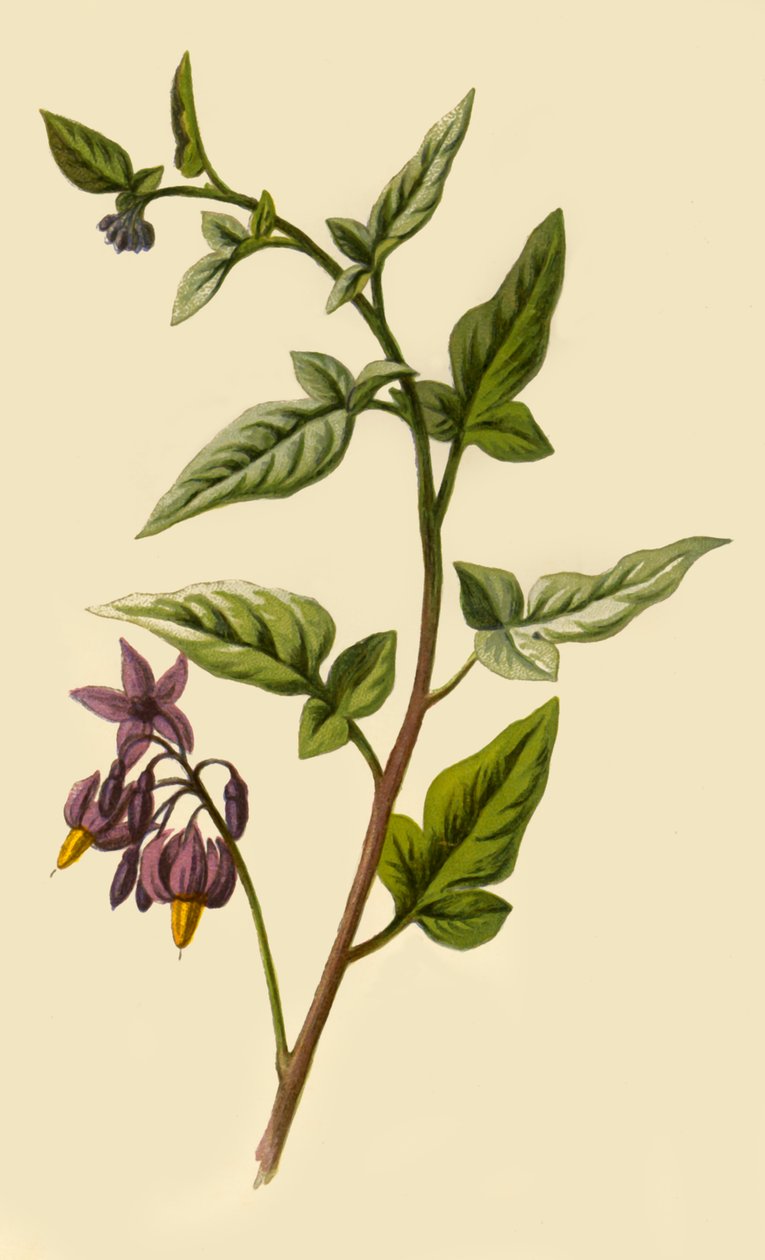 Woody - Nightshade, 1877. av Frederick Edward Hulme