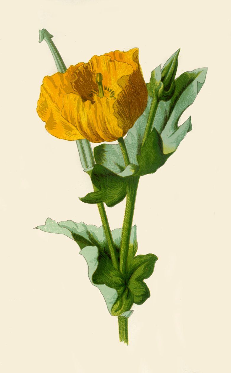 Gulhornet valmue, 1877. av Frederick Edward Hulme