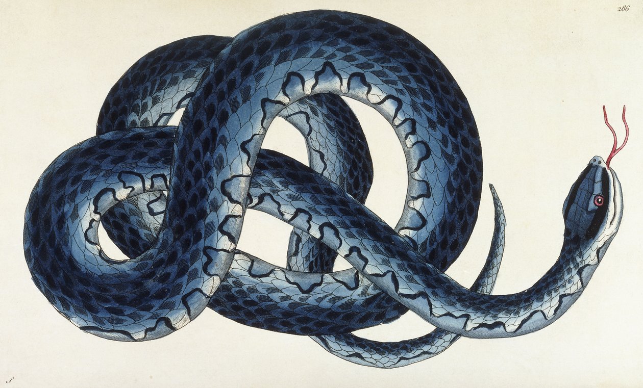 Southern Water Snake av Frederick Polydor Nodder