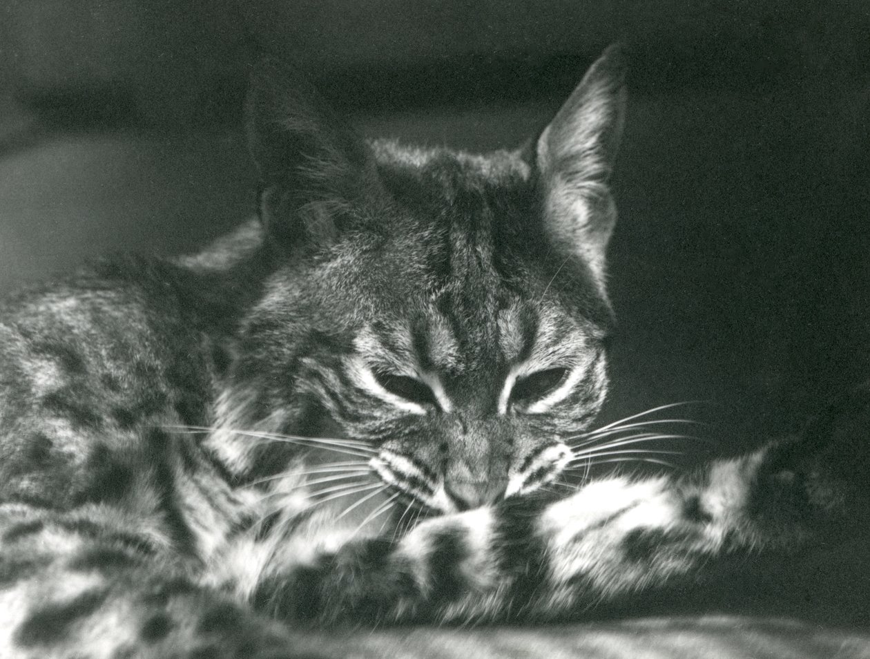 En Bay Lynx Bobcat-stell av Frederick William Bond