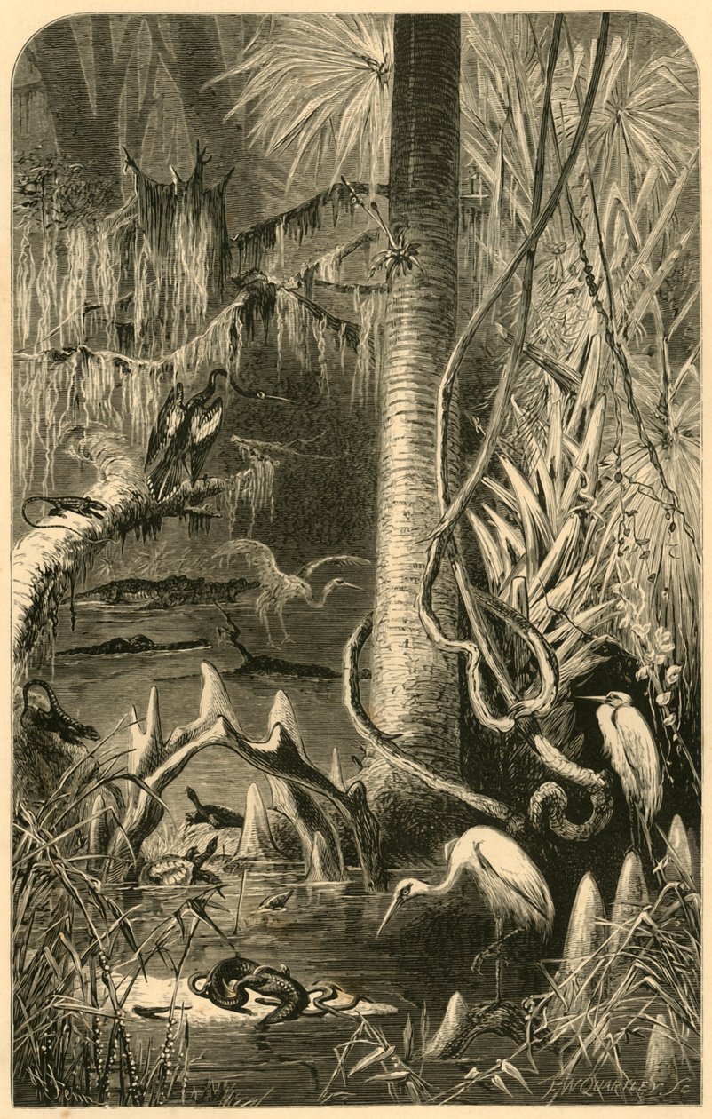 'A Florida Swamp', 1872. av Frederick William Quartley