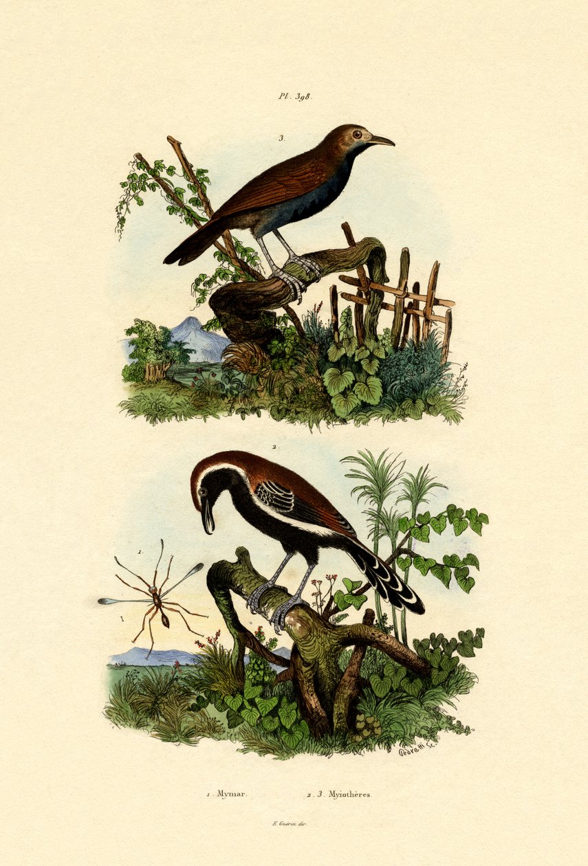 Myrfugler, 1833-39 av French School