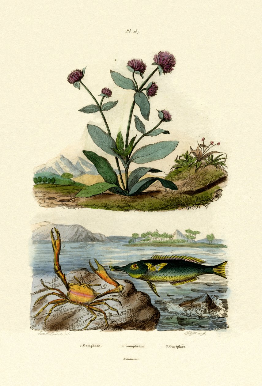 Fugleleppefisk, 1833-39 av French School