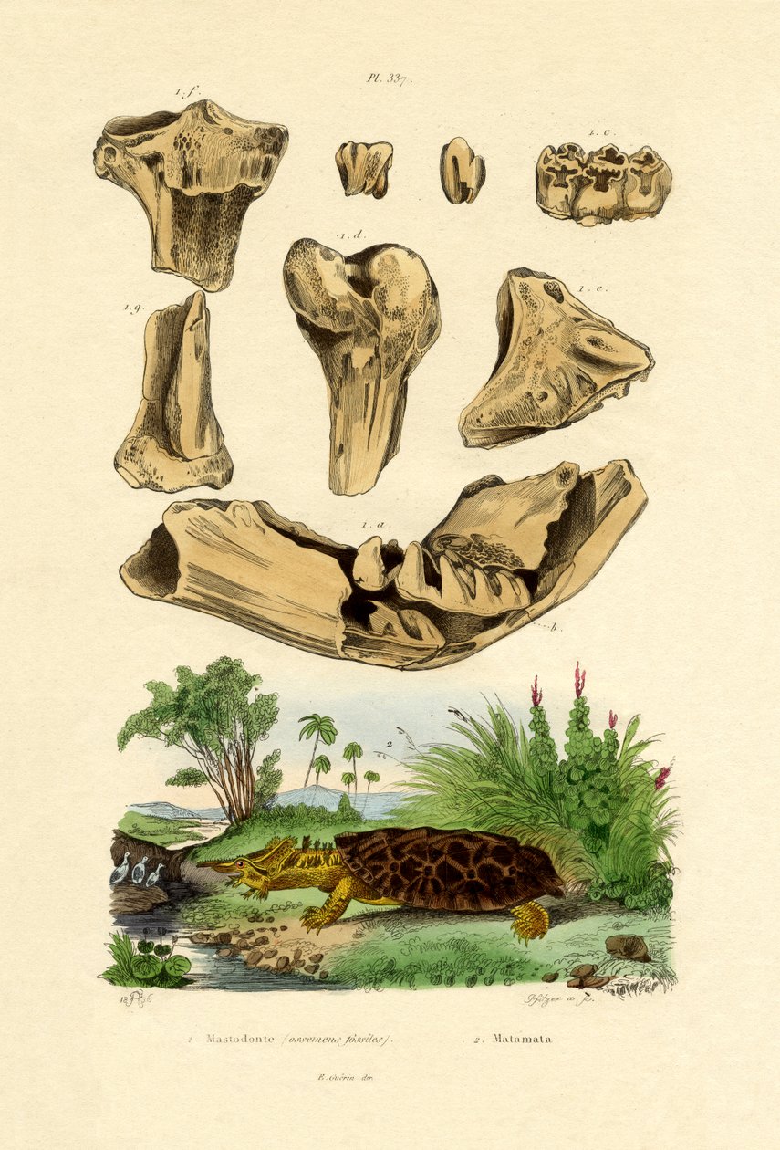 Benfossiler, 1833-39 av French School