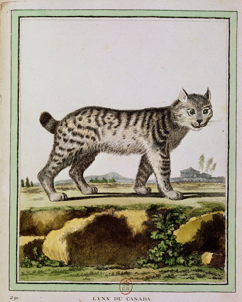 Kanadisk gaupe (Lynx Canadensis) av French School