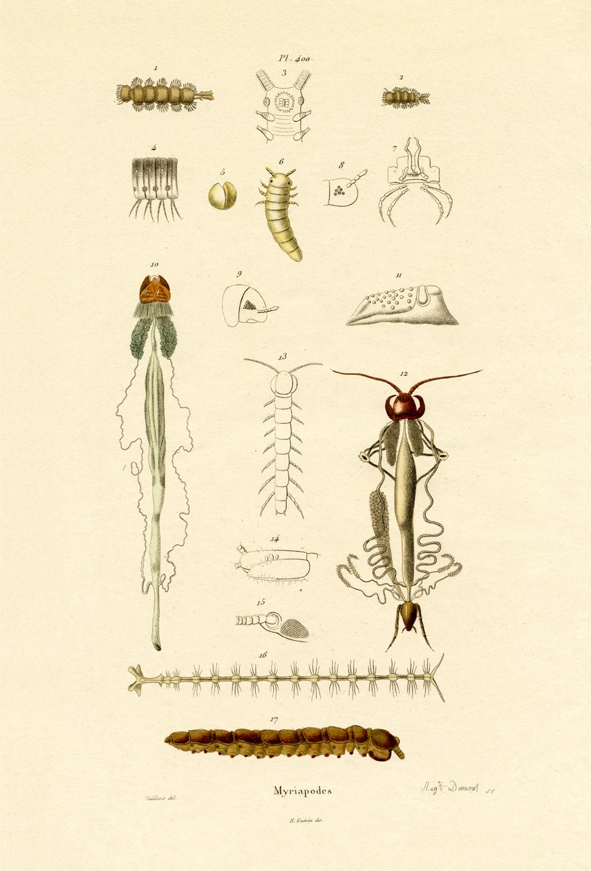Tusenbein, 1833-39 av French School