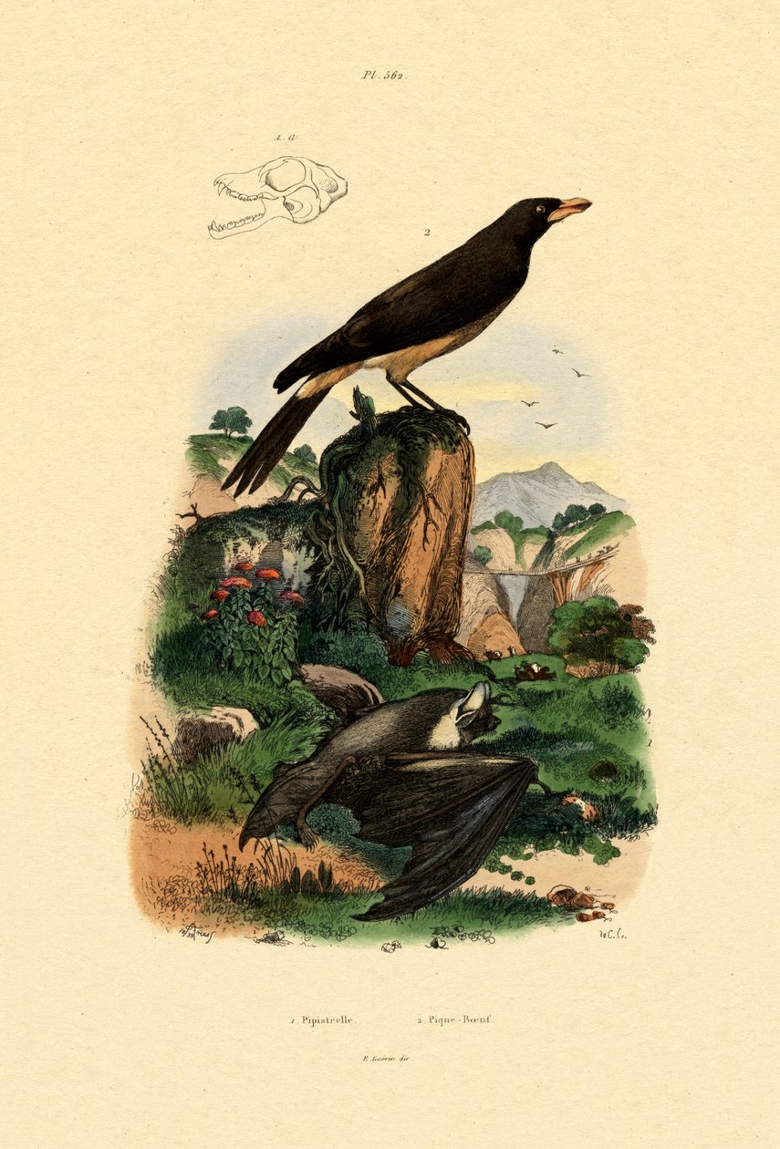 Common Pipistrelle, 1833-39 av French School