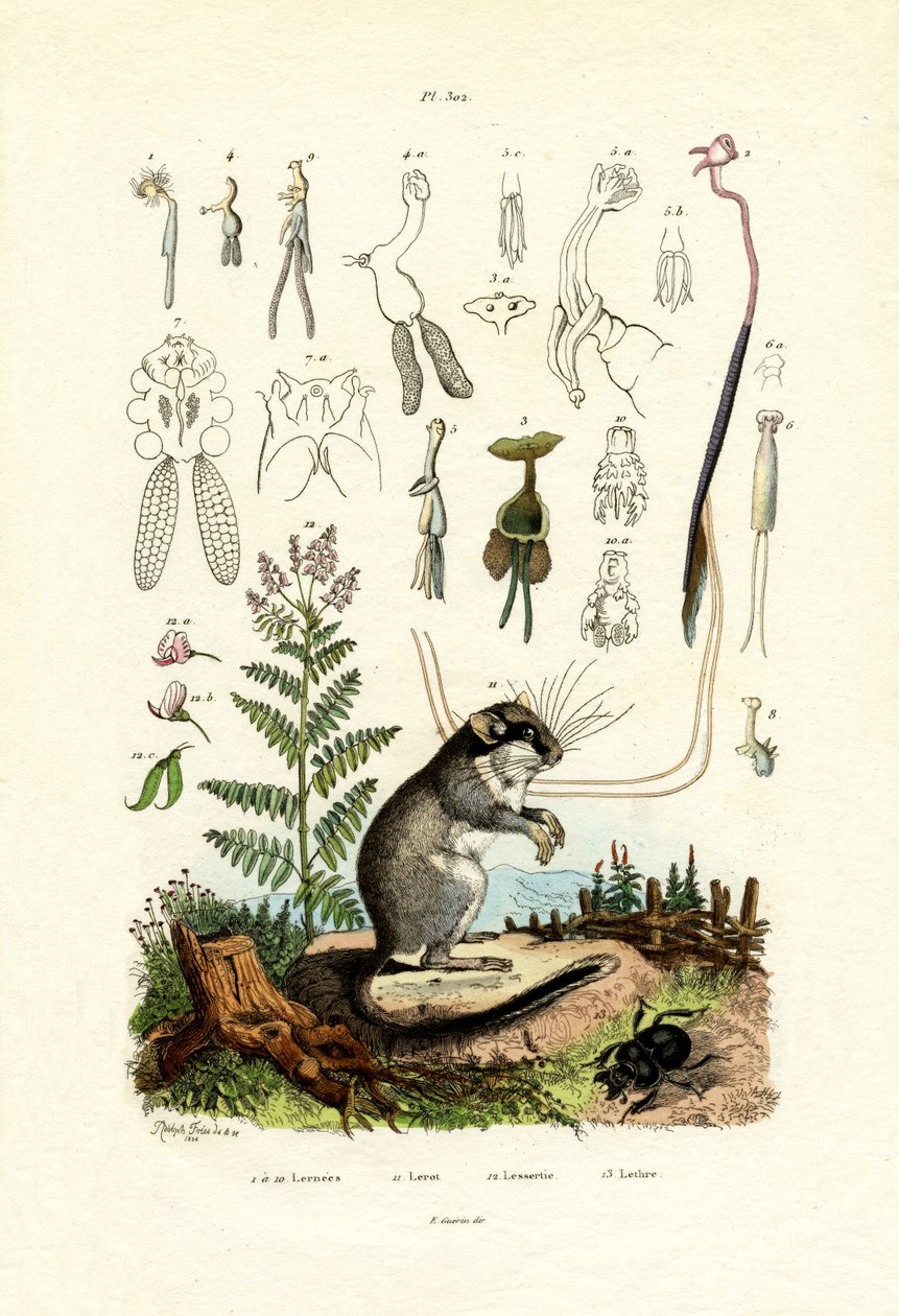 Copepoder, 1833-39 av French School