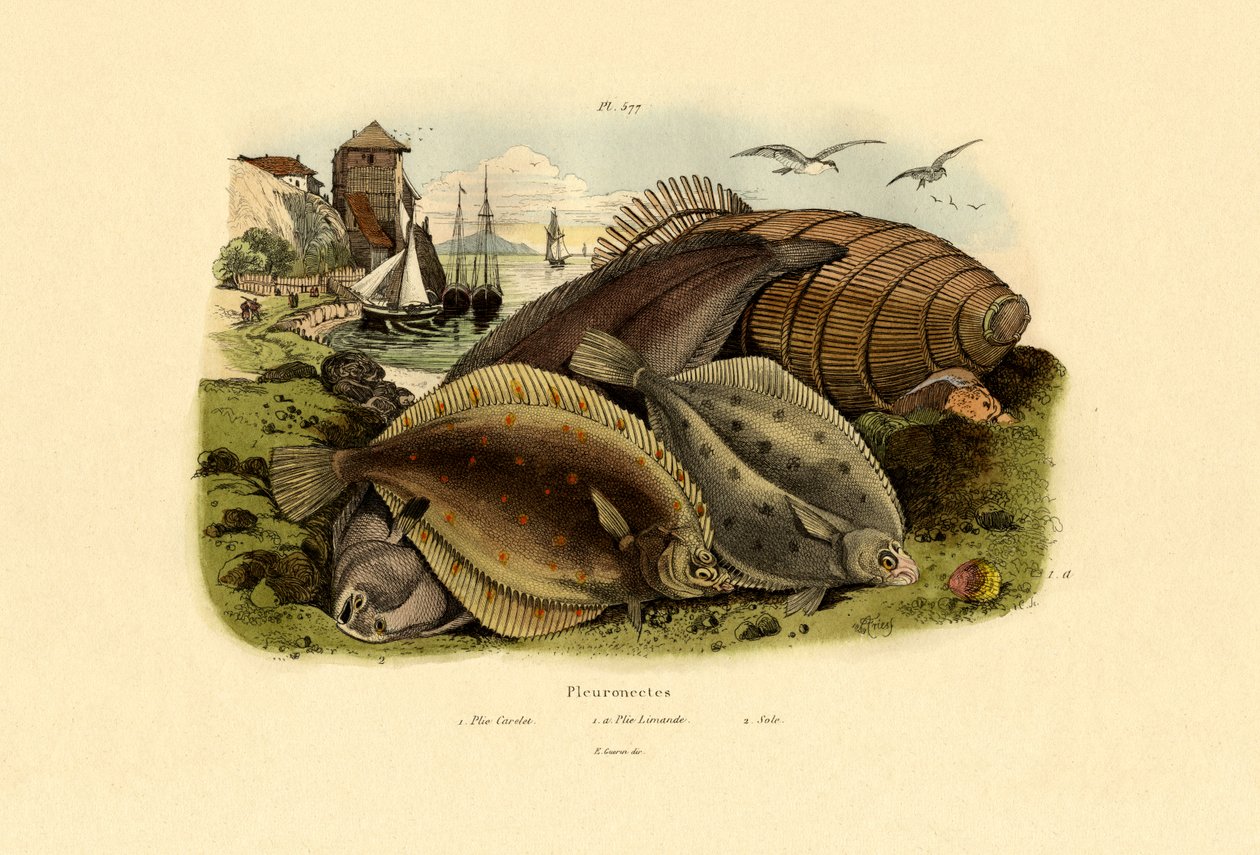 Dab, 1833-39 av French School
