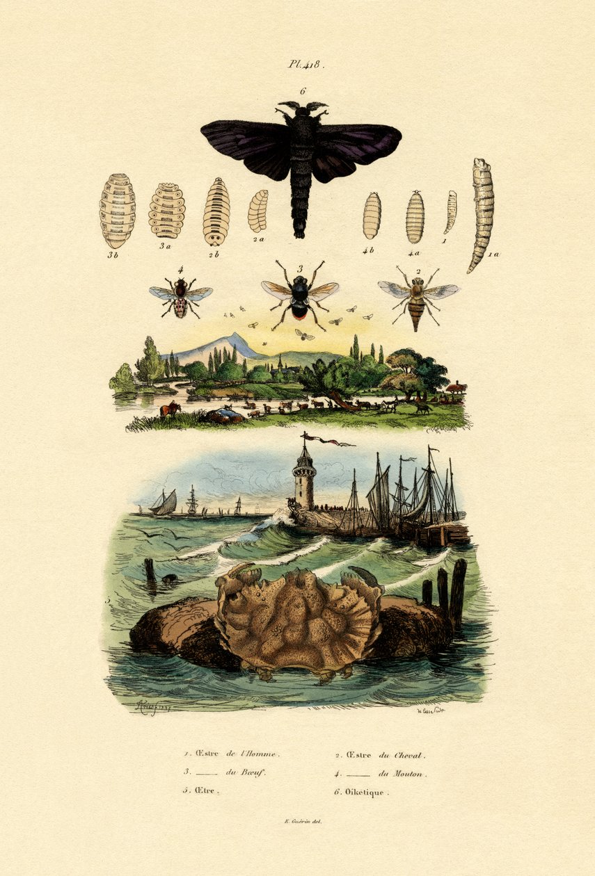 Mørk kjempehesteflue, 1833-39 av French School
