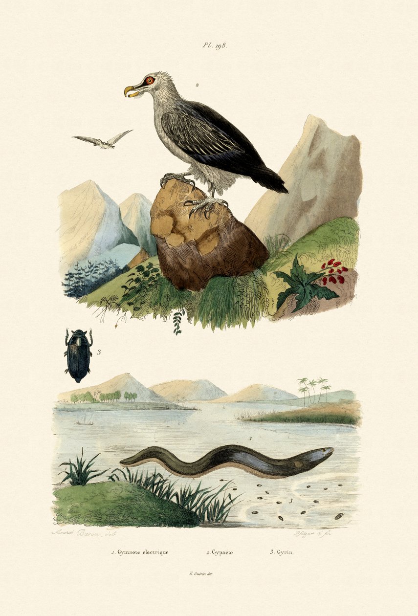 Elektrisk ål, 1833-39 av French School