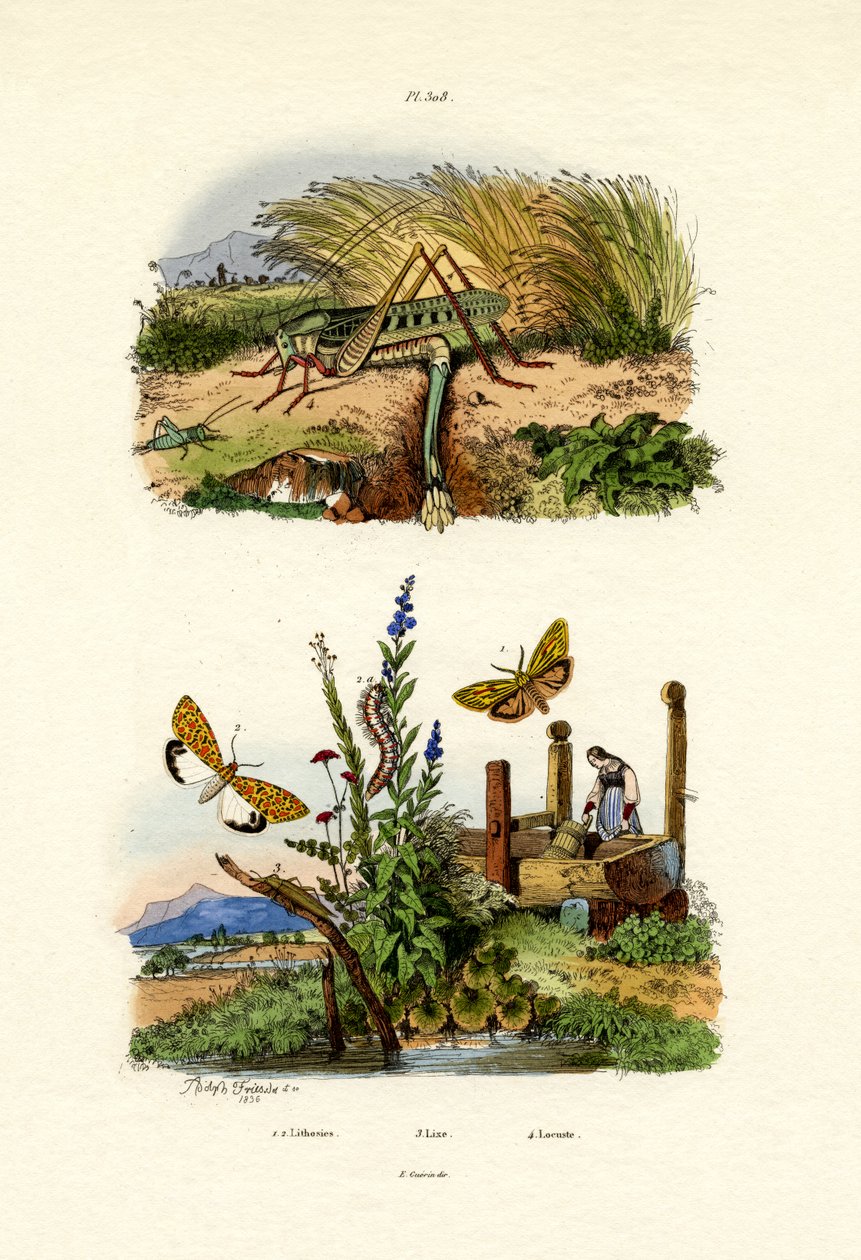 Fall Webworm Moth, 1833-39 av French School