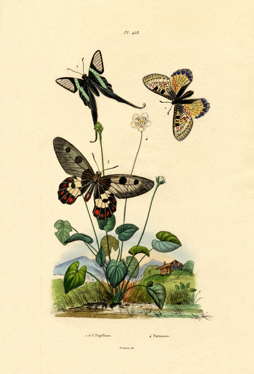 Falsk Apollo, 1833-39 av French School