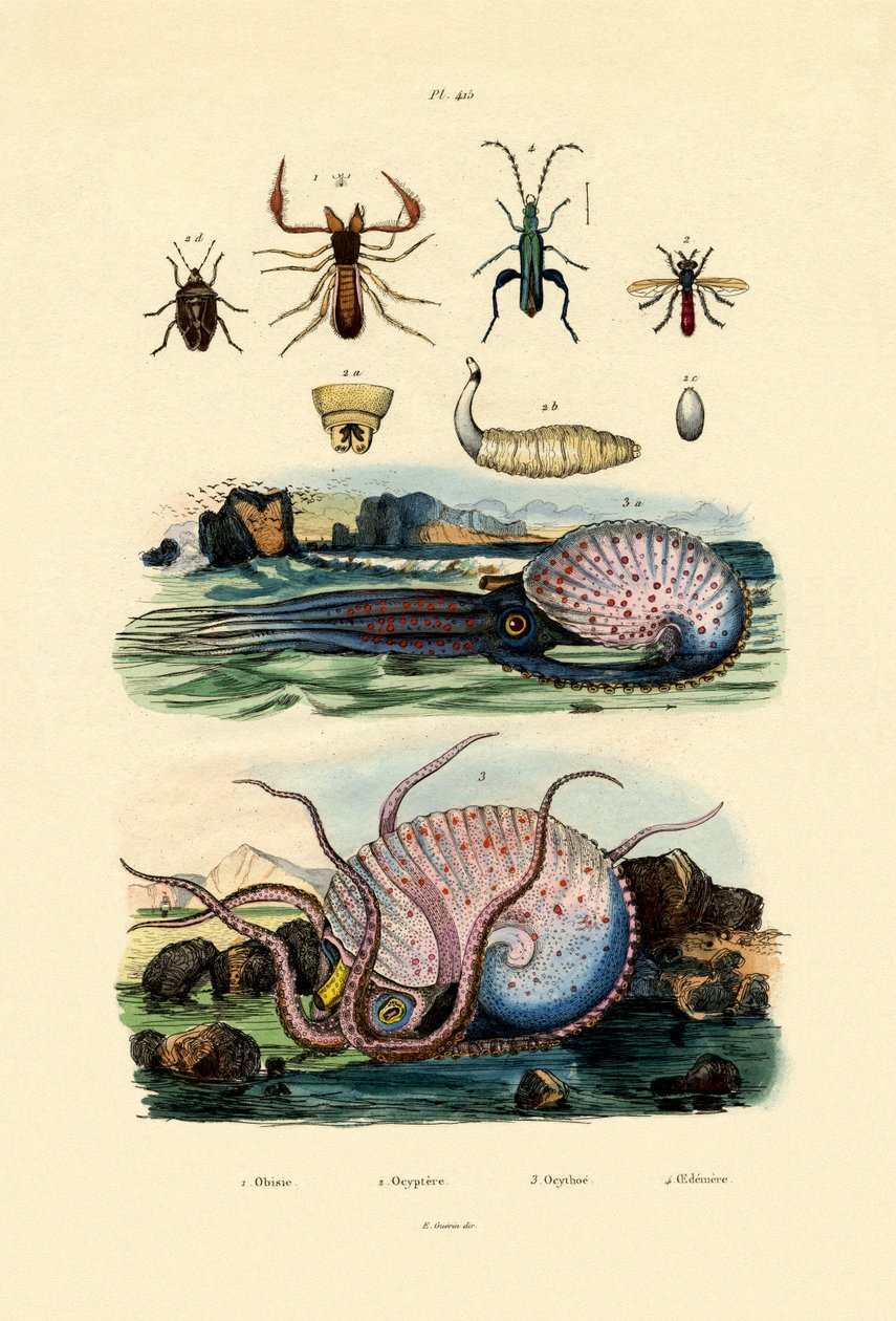 Falsk skorpion, 1833-39 av French School