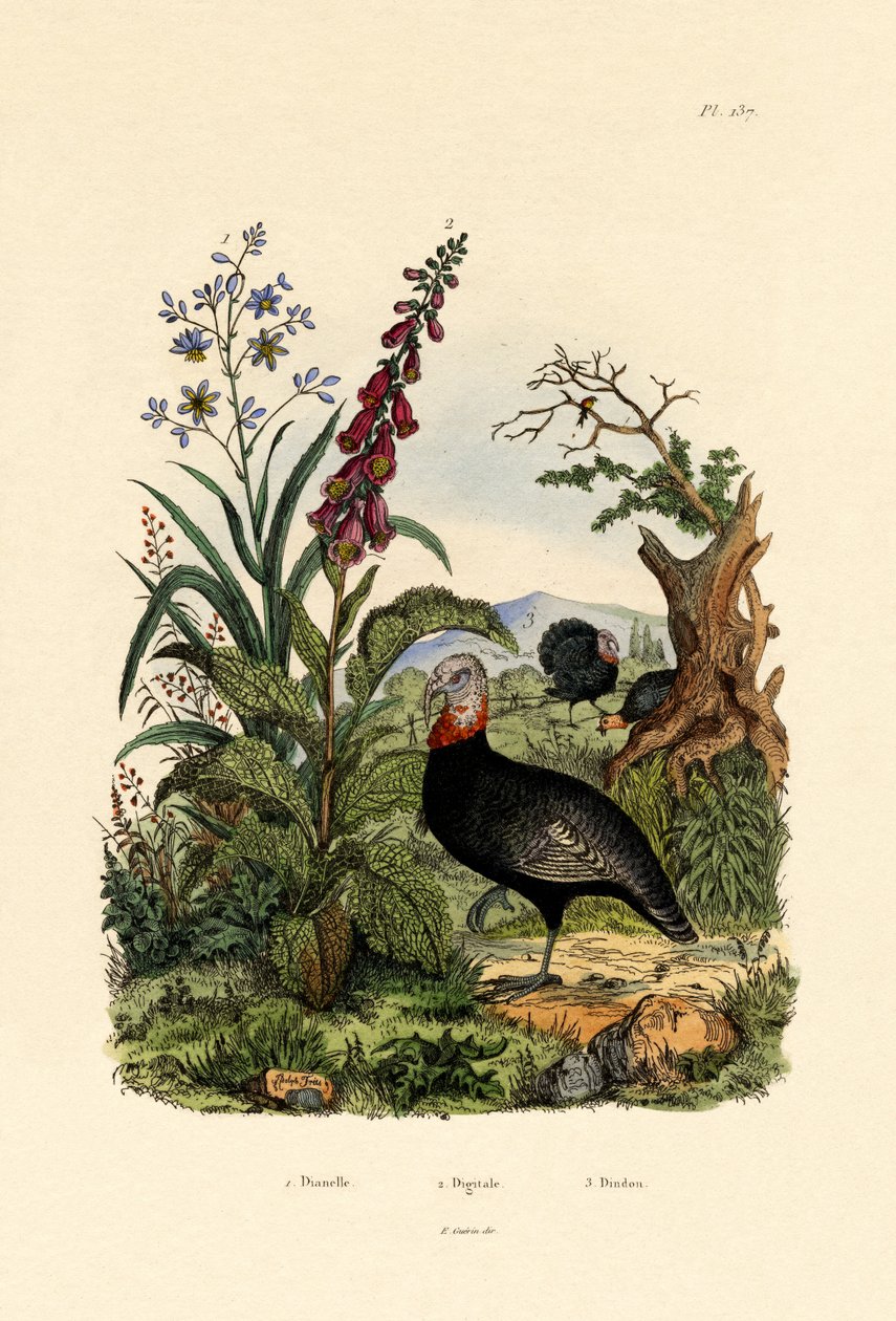 Linlilje, 1833-39 av French School
