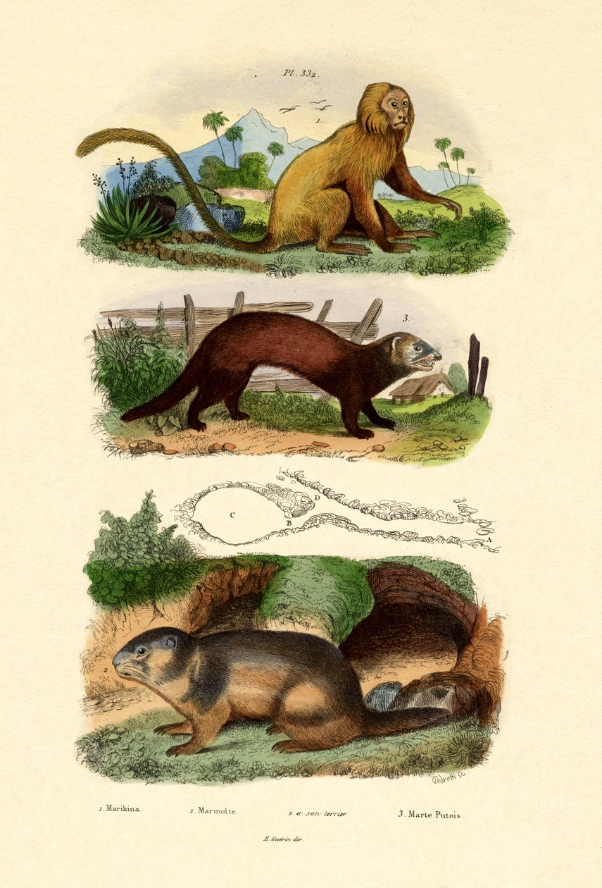 Geoffroys Tamarin, 1833-39 av French School