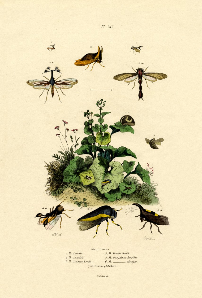 Homoptera, 1833-39 av French School