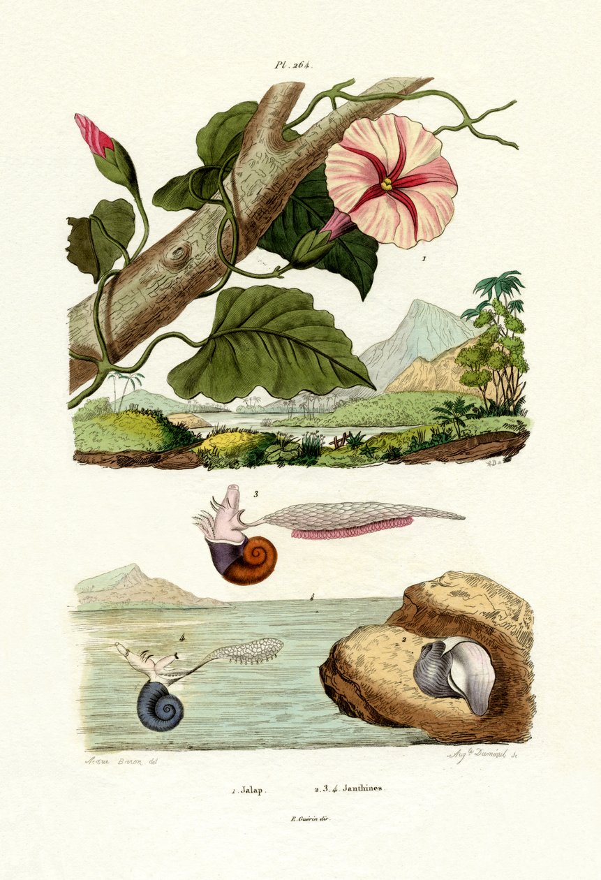 Jalap, 1833-39 av French School