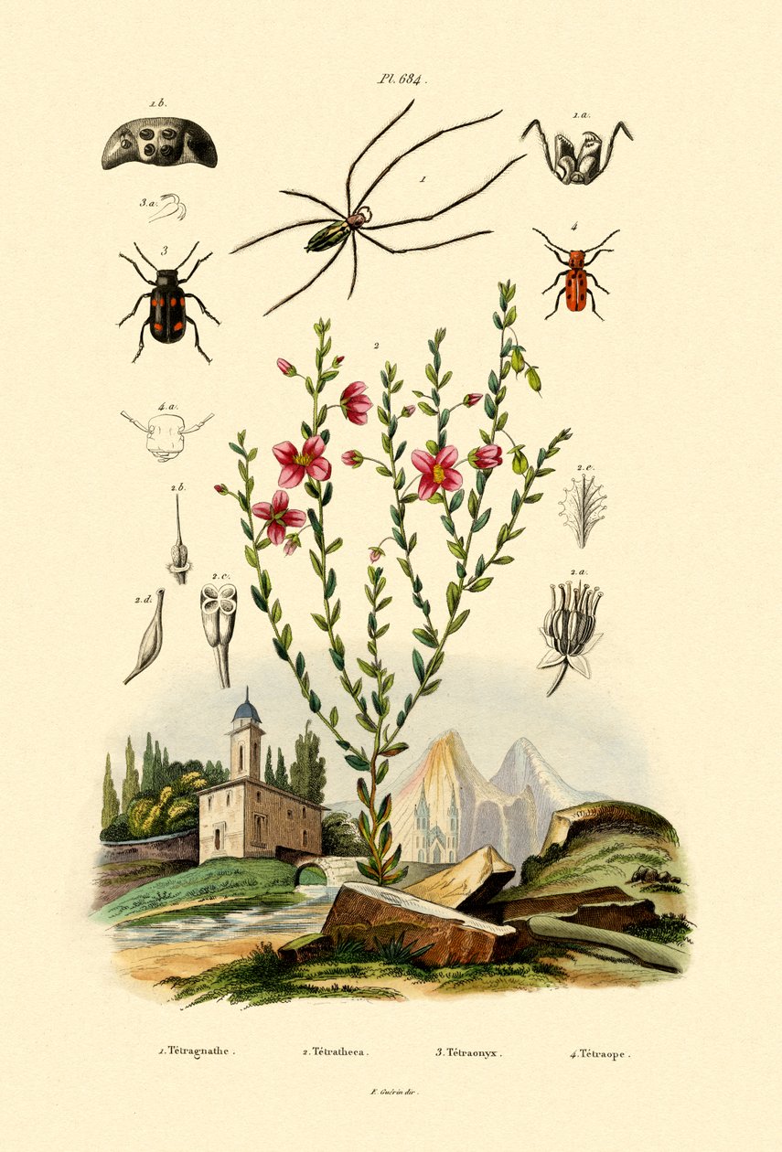 Langkjeft edderkopp, 1833-39 av French School