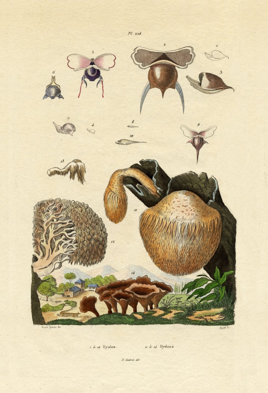 Sopp, 1833-39 av French School
