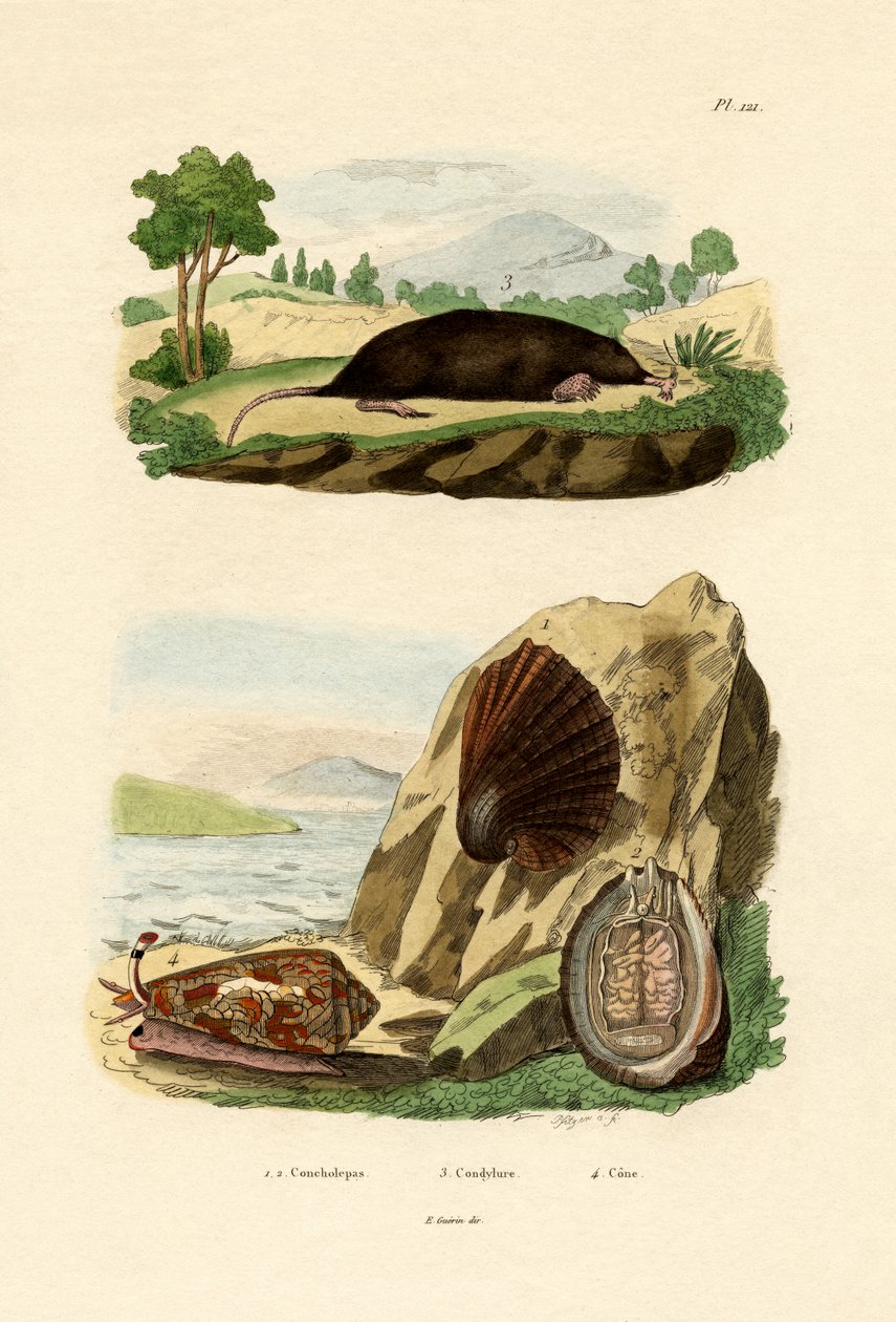 Innfødt bløtdyr, 1833-39 av French School