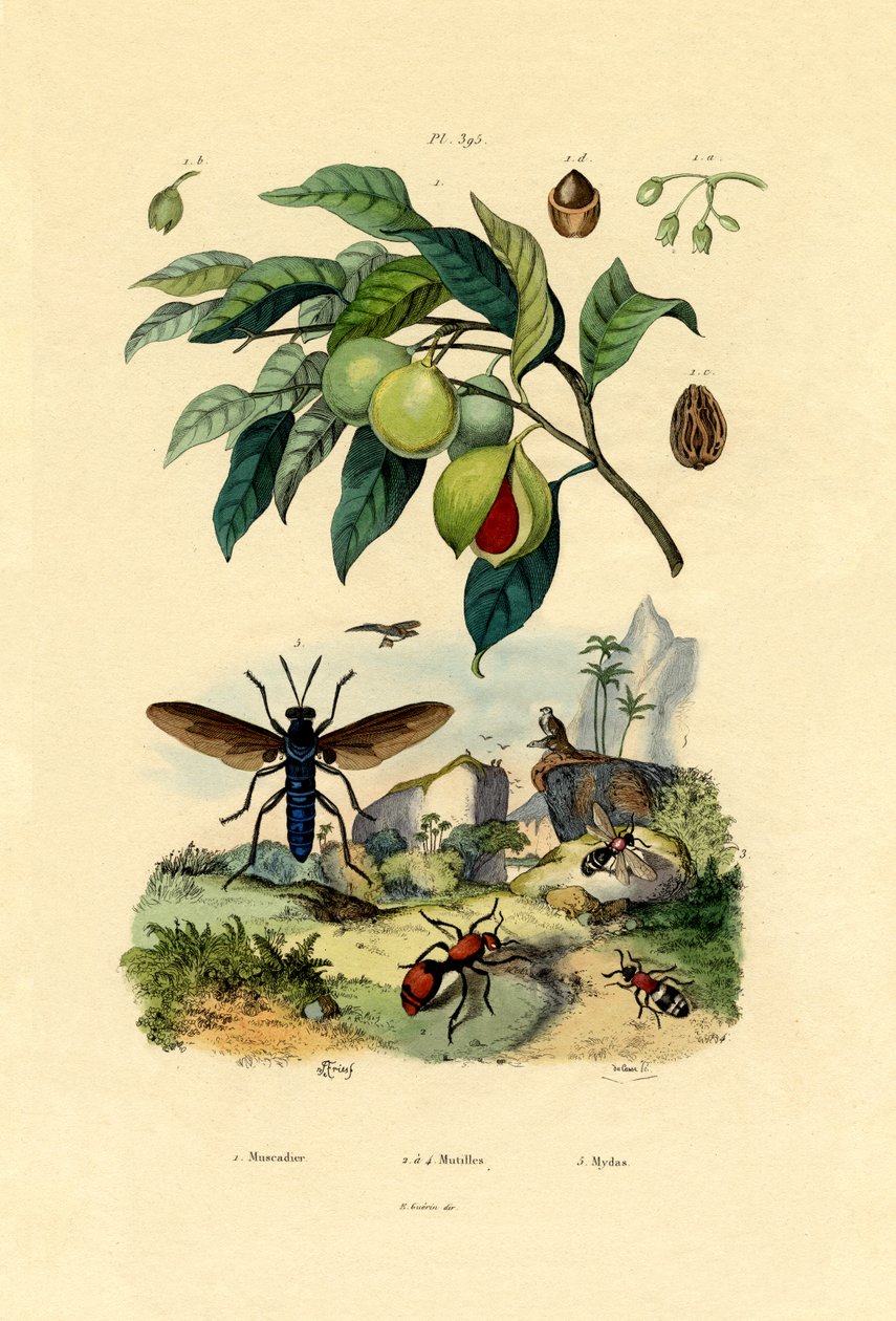 Muskatnøtt, 1833-39 av French School