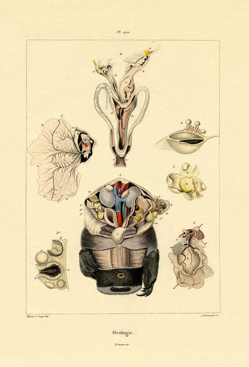 Ovologi, 1833-39 av French School