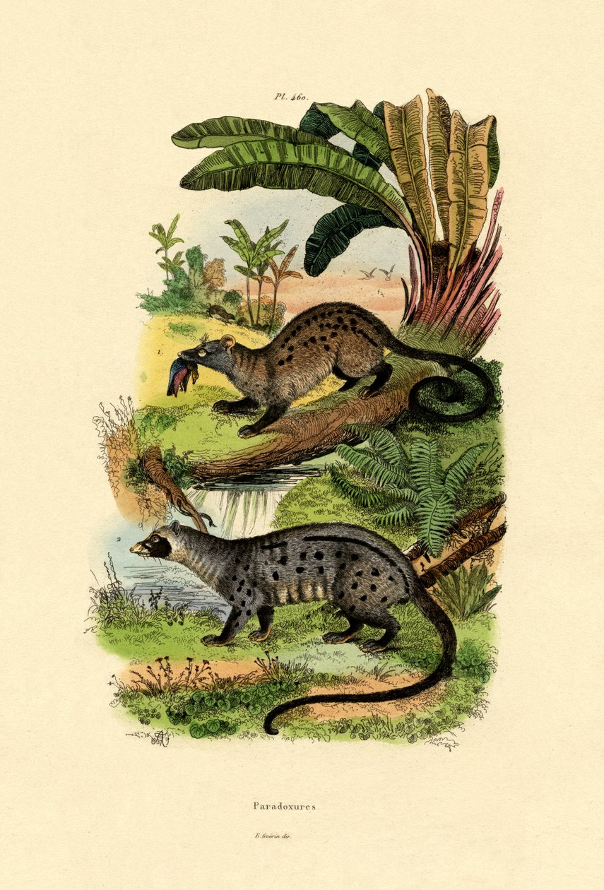 Palm Civets, 1833-39 av French School