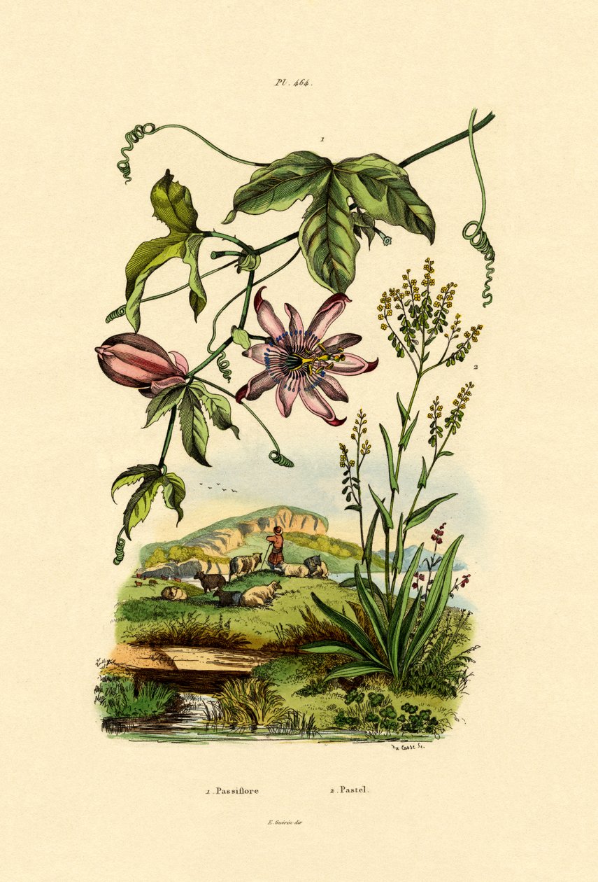 Pasjonsblomst, 1833-39 av French School