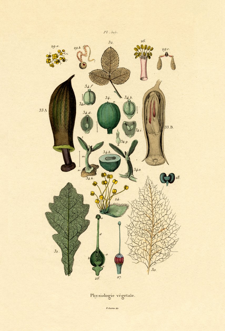Planter, 1833-39 av French School