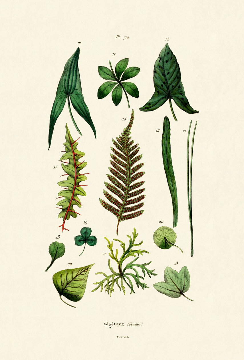 Planter, 1833-39 av French School