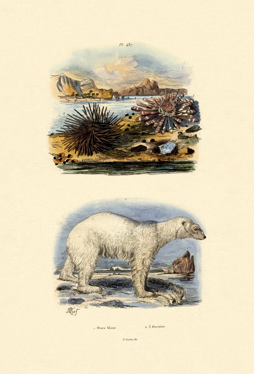 Isbjørn, 1833-39 av French School