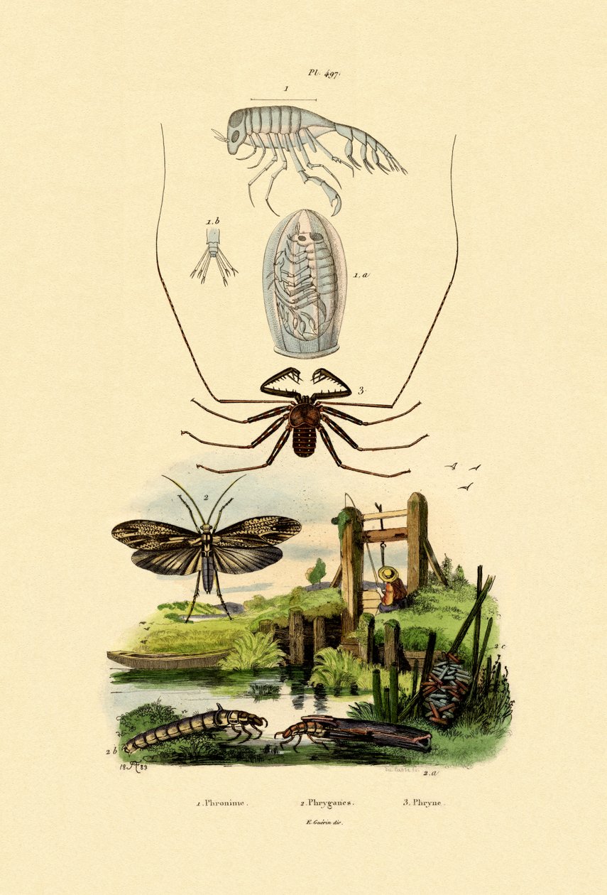Pram Bug Amphipod, 1833-39 av French School