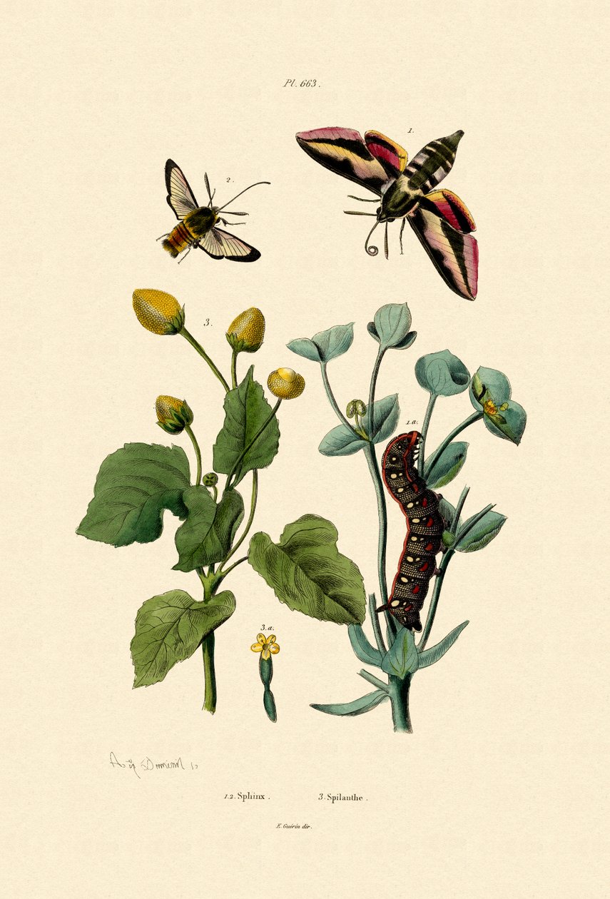 Liguster Hawkmoth, 1833-39 av French School