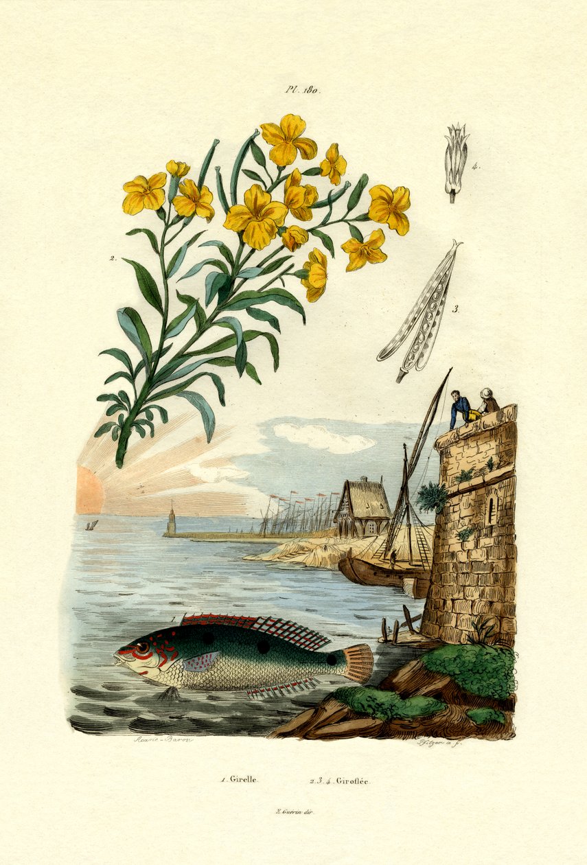 Regnbueleppefisk, 1833-39 av French School