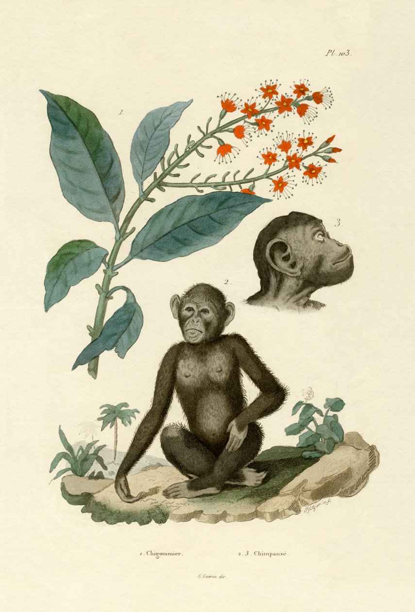 Rød Bushwillow, 1833-39 av French School