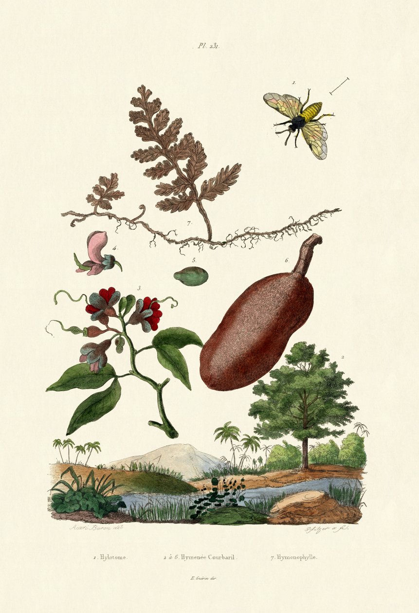 Sawfly, 1833-39 av French School
